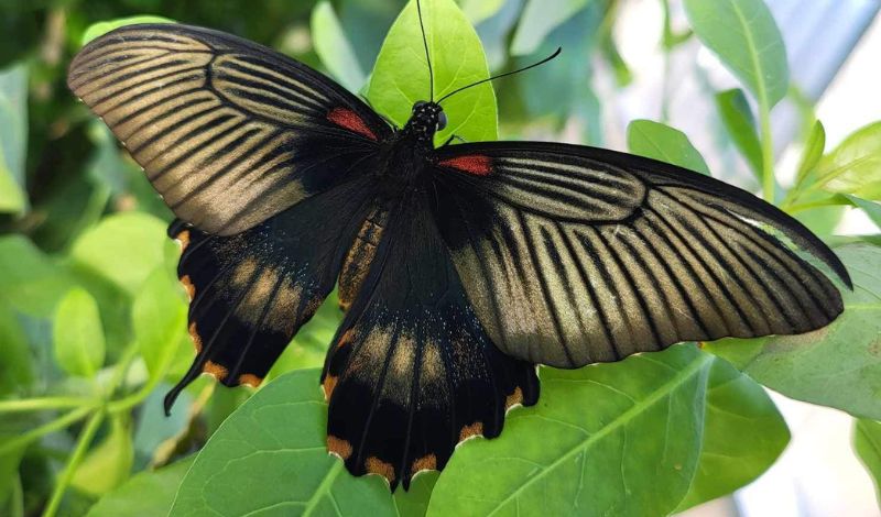 Sees the whole lifecycle of a Butterfly! article image